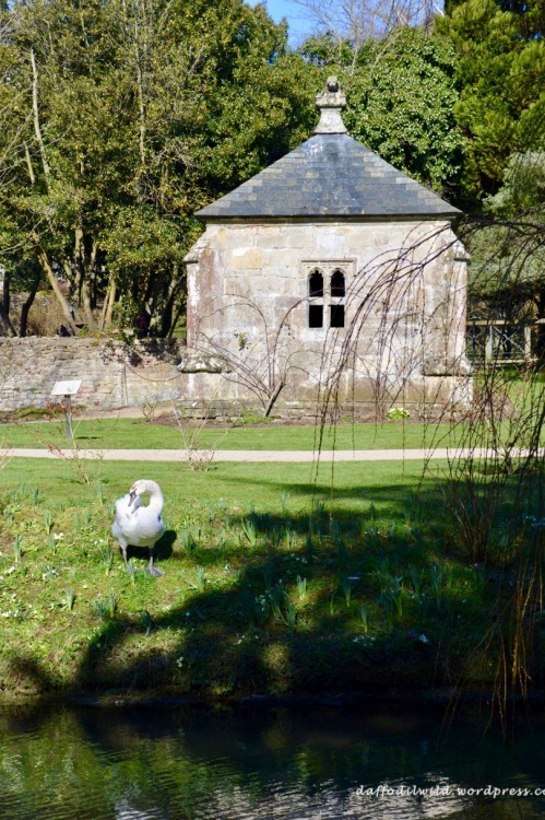 swan in Wells