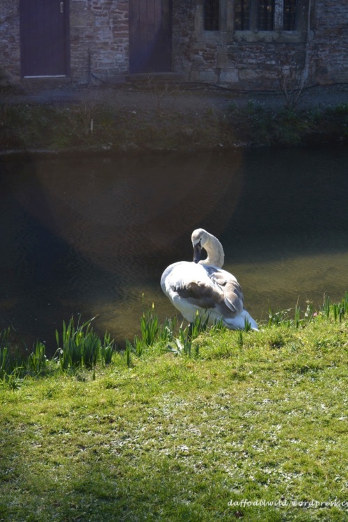swan by moat
