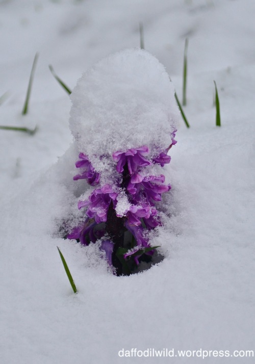 snow, hyacinth, March 2018