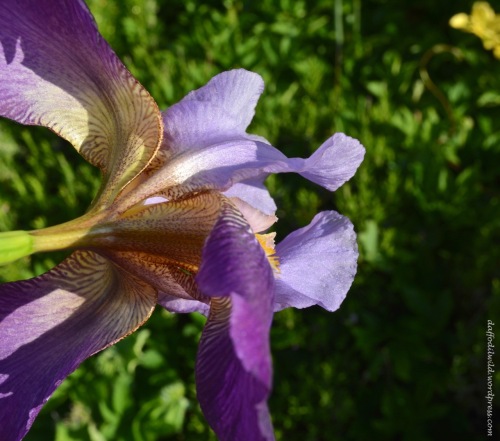 iris markings