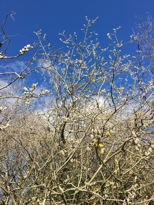 pussy willow against a blue sky