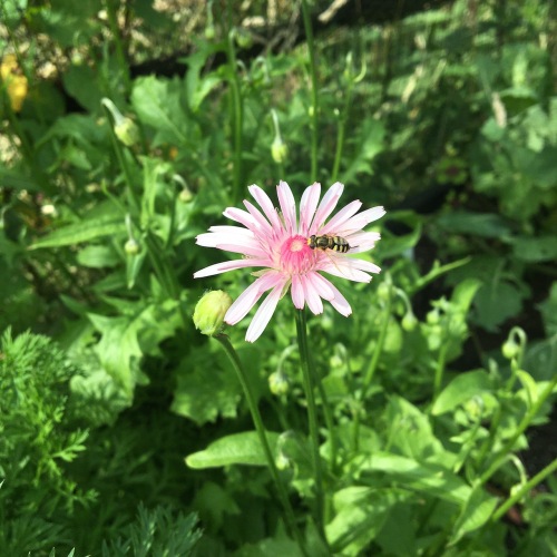 pink dandelion